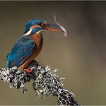 Kingfisher With Minnow