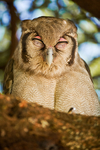 Verreaux's Eagle Owl Baringo