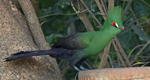Green Turaco