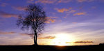 Lone Tree..