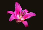 Lily