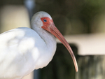 White Ibis close at Gatorland, Orlando, Florida