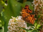 Comma