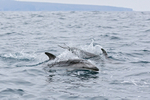Dusky Dolphins surface, Chilean coast