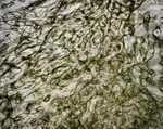 Olive Spaghetti_RLP0017