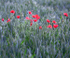 The Fields