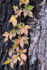 VIRGINIA CREEPER - NORFOLK COUNTY