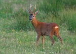 Roe Deer