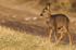 ROE DEER 8