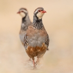 New Twin Partridge SD2549