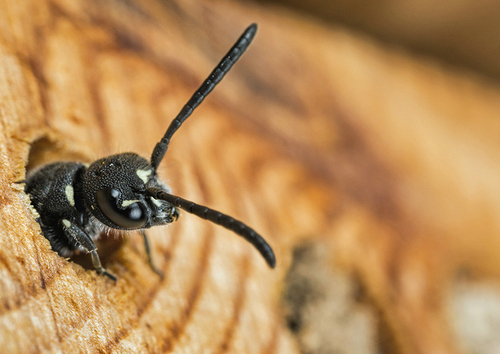A female [i]Sapyga quinquepunctata[/i] emerging from a hole in my garden "bee-hotel". Warwickshire, June 2014. They s…