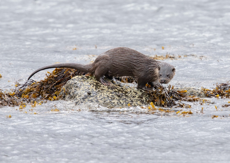 Eurasian Otter - Isle of Mull - Scotland
