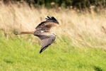 Red Kite 4