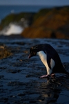Southern Rockhopper Penguin