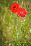 Poppy no.2, D7C_5644 - Version 3