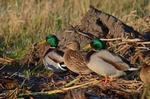 Mallards