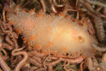 Tritonia hombergi