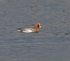 Wigeon