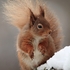 Red Squirrel