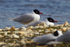 Mediterranean Gulls