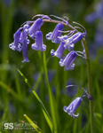Bluebell detail