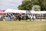 SBM_16575