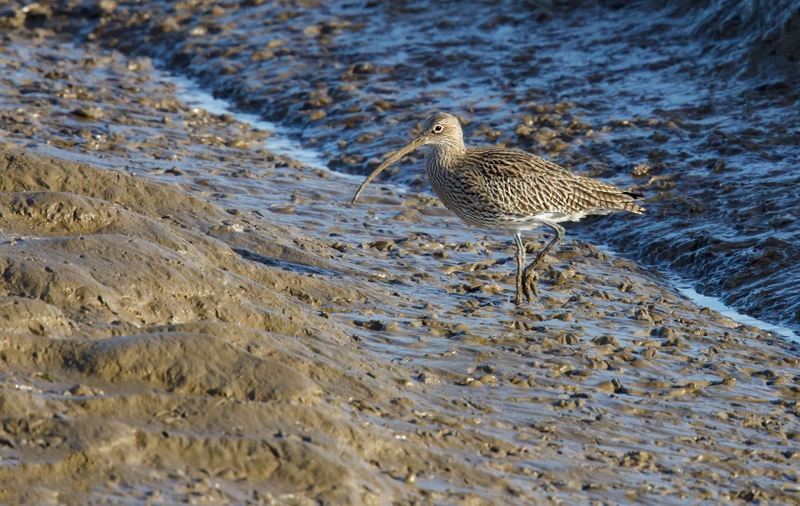 Eurasian Curlew - Dee Estuary - North Wales