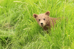 Brown Bear cub looks out from grass, Silver Salmon Creek, Alaska