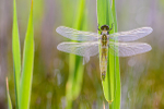 Teneral Black-tailed Skimmer