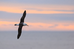Black-browed Albatross, evening flight, Steeple Jason, Falklands