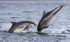 Chanory point, Bottle nose dolphins