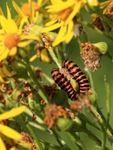 Cinnabar moth caterpillars on Ragwort, Ardley Wood Quarry, Oxfordshire