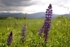 Sugar Hill Lupines 12 x 18