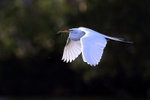 Great Egret & dark background, Venice Rookery, Florida