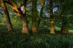 Day 26 - Beech Trunks