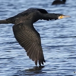 Great Cormorant (Phalacrocorax carbo) Ad-W