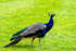 Peacock - DSC_7825