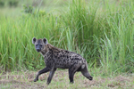 Spotted hyena