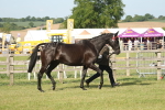 SBM_10317
