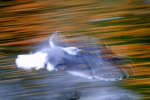Herring gulls flying over water