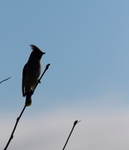 THE WAXWING GALLERY portfolio