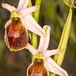 Tyrhennian Ophrys (Ophrys tyrrhena)