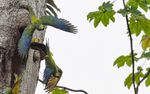 Red-Bellied Macaw