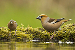 Chaffinch - Hawfinch