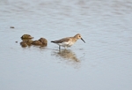 Dunlin