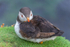 In the world of Puffins