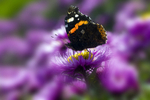 Red Admiral butterfly - 7236