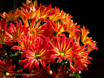 David Askham -Chrysanthemums Digilux 2 -  78mm