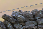 Little Owl blending into a dry stone wall.   ref 9631