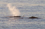 Whale Blow 1